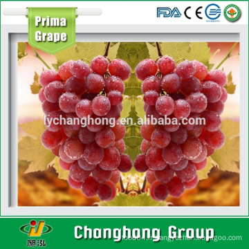 Red Globe Grape